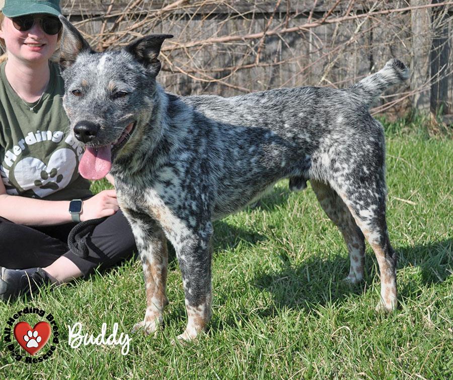 Enlarge Buddy, a ADOPTABLE Cattle Dog in Joliet, IL image 2/4