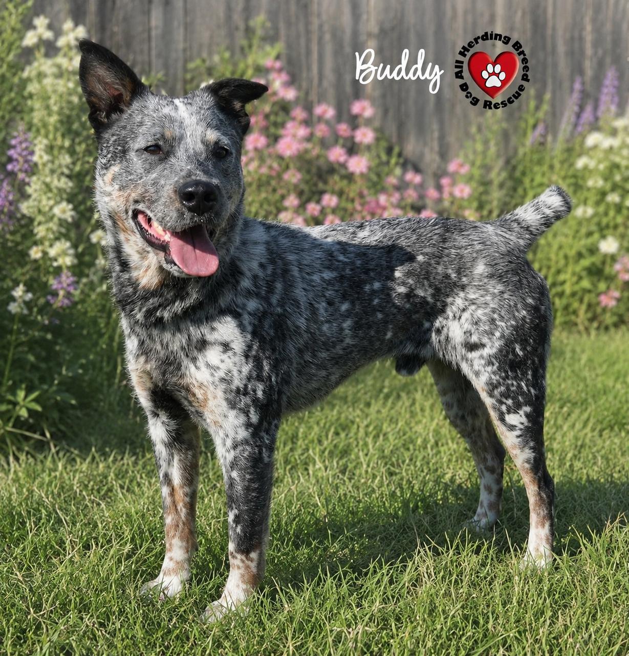 Buddy, ADOPTABLE, Young Male Cattle Dog.