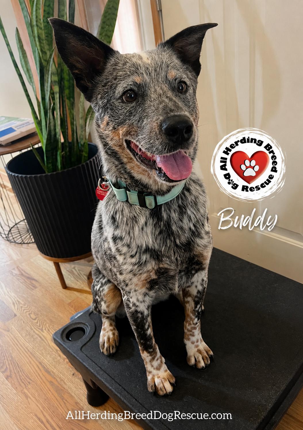 Buddy, ADOPTABLE, Young Male Cattle Dog.