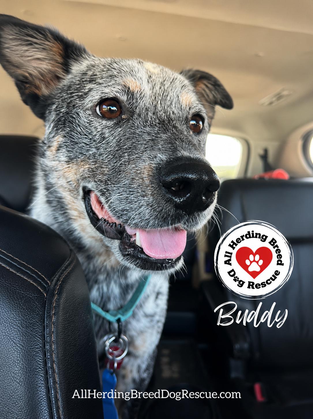 Enlarge Buddy, a ADOPTABLE Cattle Dog in Joliet, IL image 5/6