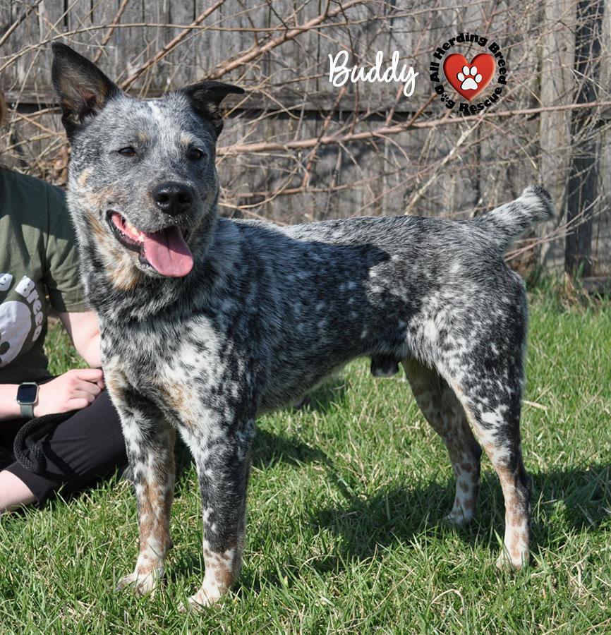 Buddy, ADOPTABLE, Young Male Cattle Dog.