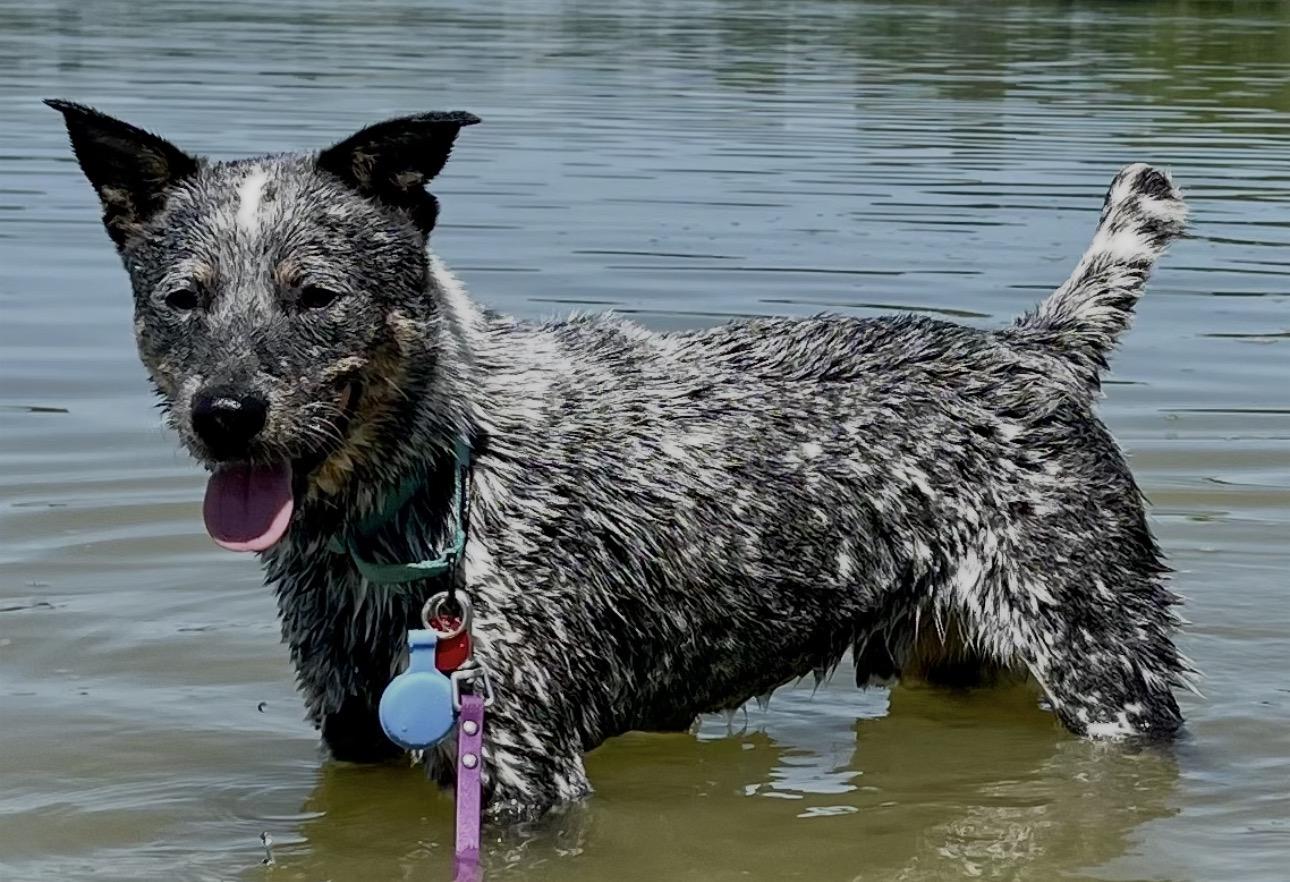 Enlarge Buddy, a ADOPTABLE Cattle Dog in Joliet, IL image 4/6