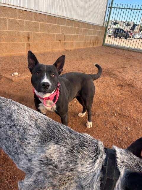 Enlarge Calmada, a Adoptable Mixed Breed in Hobbs, NM image 1/6