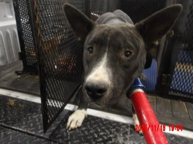 Enlarge Calmada, a Adoptable Mixed Breed in Hobbs, NM image 2/6