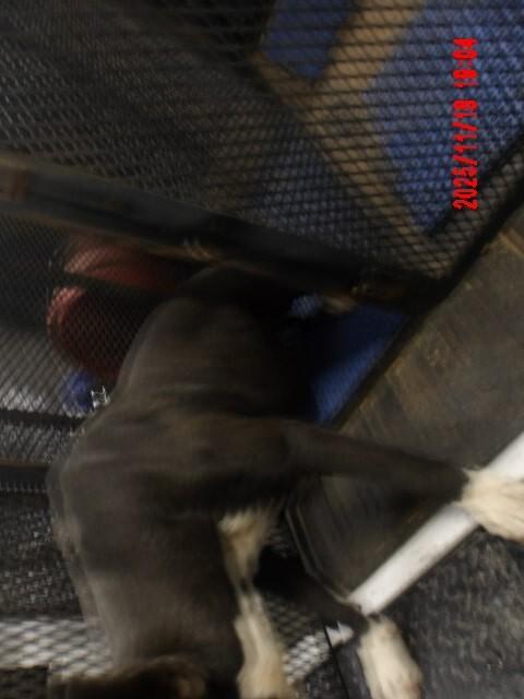 Enlarge Calmada, a Adoptable Mixed Breed in Hobbs, NM image 3/6