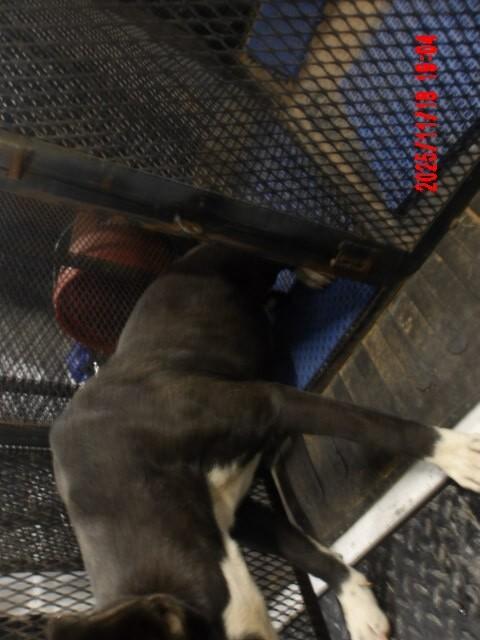 Enlarge Calmada, a Adoptable Mixed Breed in Hobbs, NM image 4/6