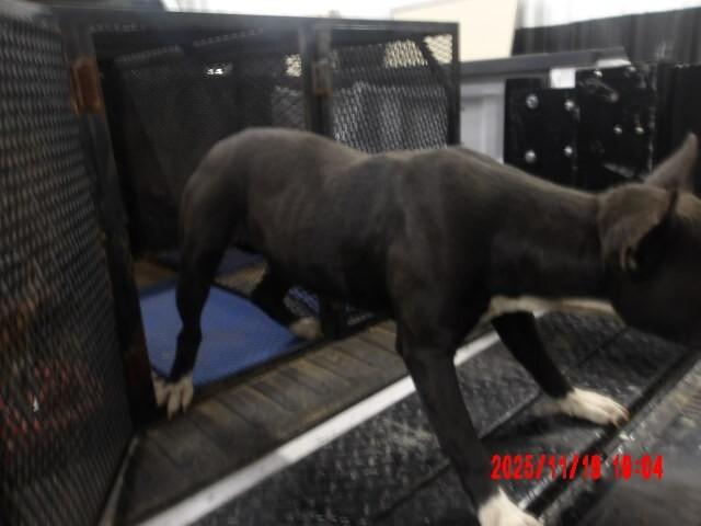 Enlarge Calmada, a Adoptable Mixed Breed in Hobbs, NM image 5/6