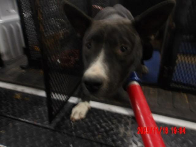 Enlarge Calmada, a Adoptable Mixed Breed in Hobbs, NM image 6/6