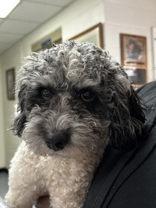 Enlarge Winston, an adopted mixed breed in Portsmouth, OH image 1/1