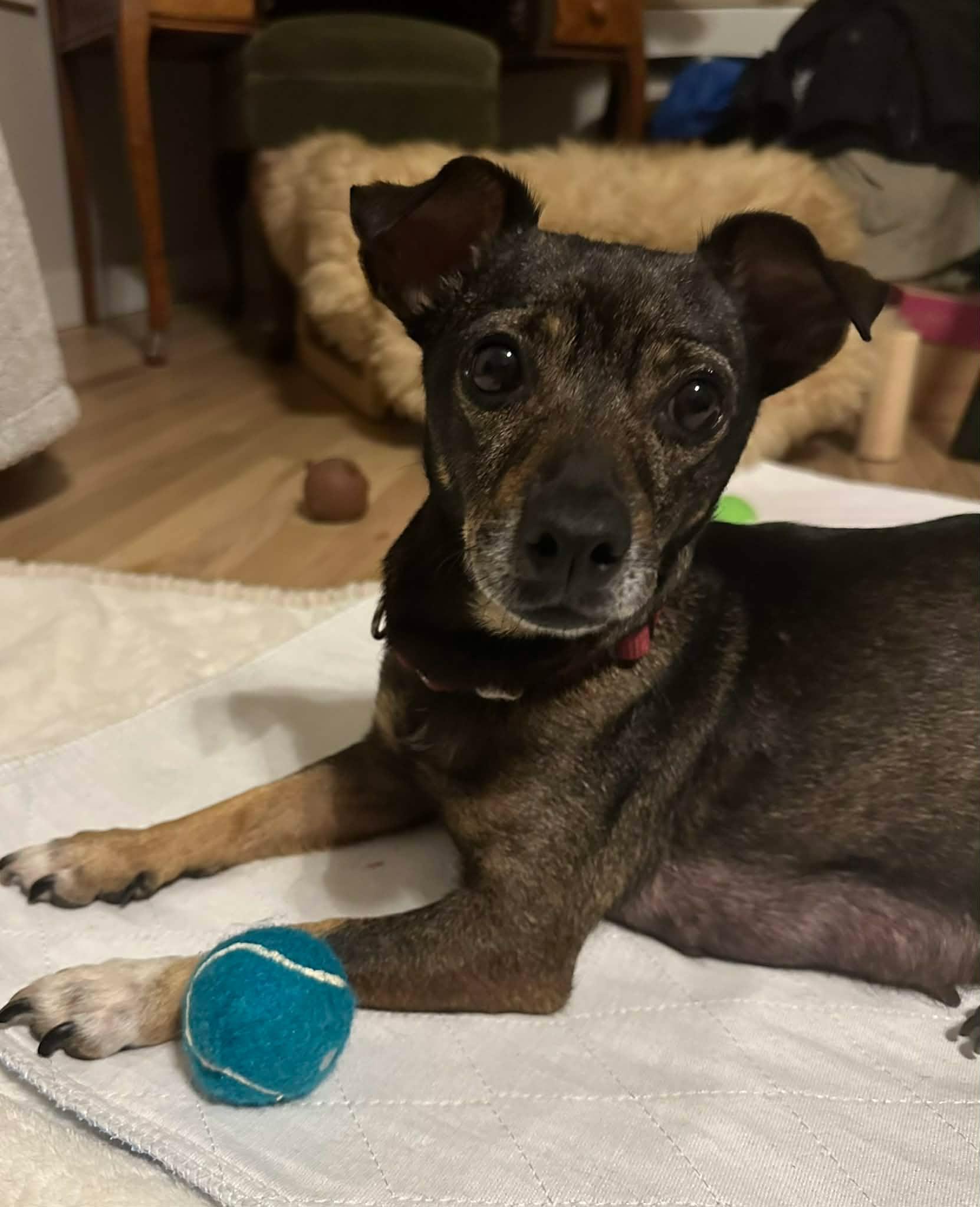 Celeste, ADOPTABLE, Adult Female Chihuahua.