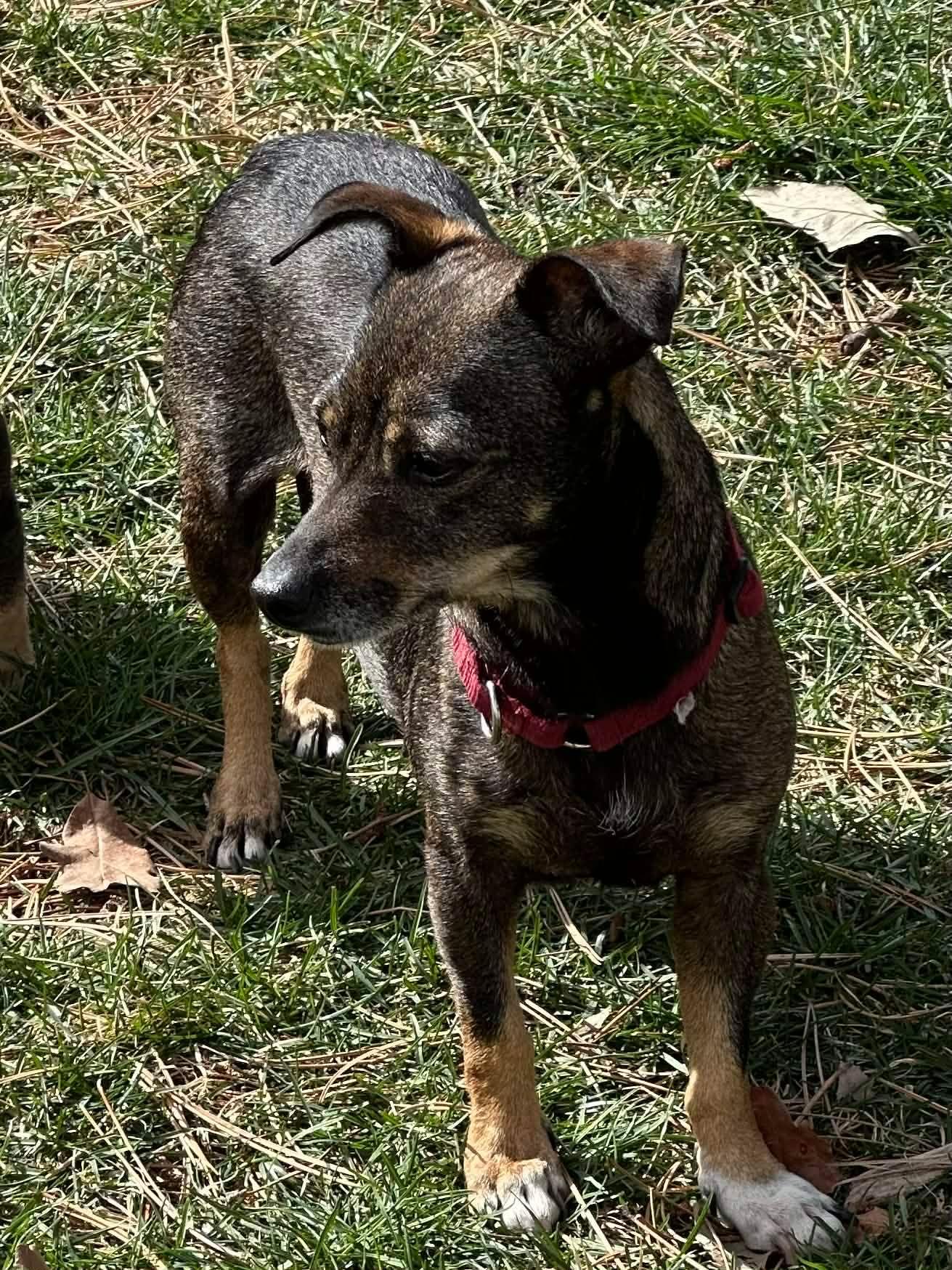 Enlarge Celeste, a ADOPTABLE mixed breed in Boise, ID image 2/2