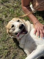Scout, ADOPTABLE, Adult Male Labrador Retriever.