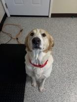 Scout, a ADOPTABLE Labrador Retriever in Potsdam, NY image 4/4
