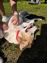 Scout, a ADOPTABLE Labrador Retriever in Potsdam, NY image 2/4