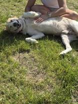 Scout, a ADOPTABLE Labrador Retriever in Potsdam, NY image 3/4
