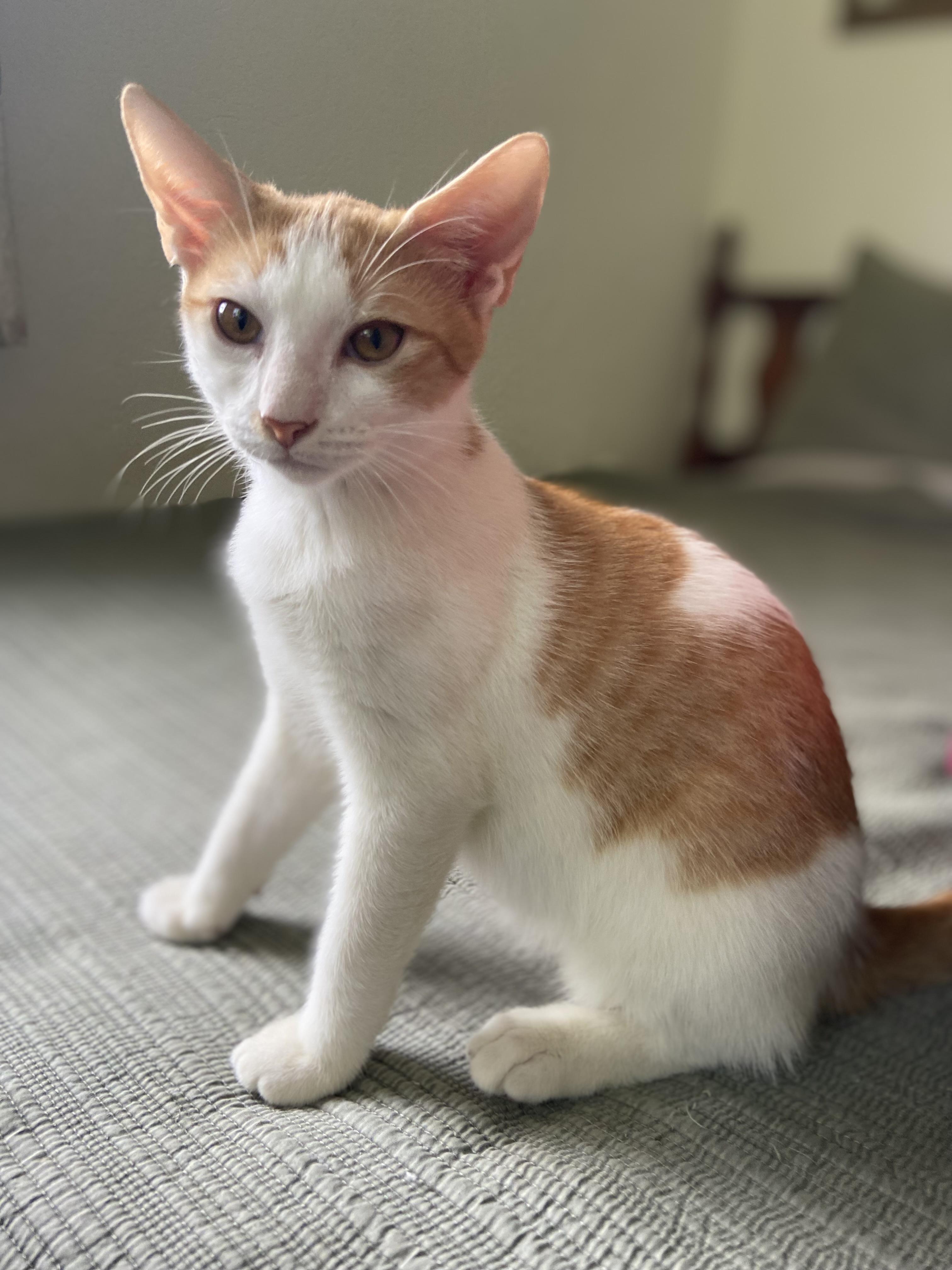 Enlarge George and Fred, an adopted Domestic Short Hair in St. Augustine, FL image 2/6