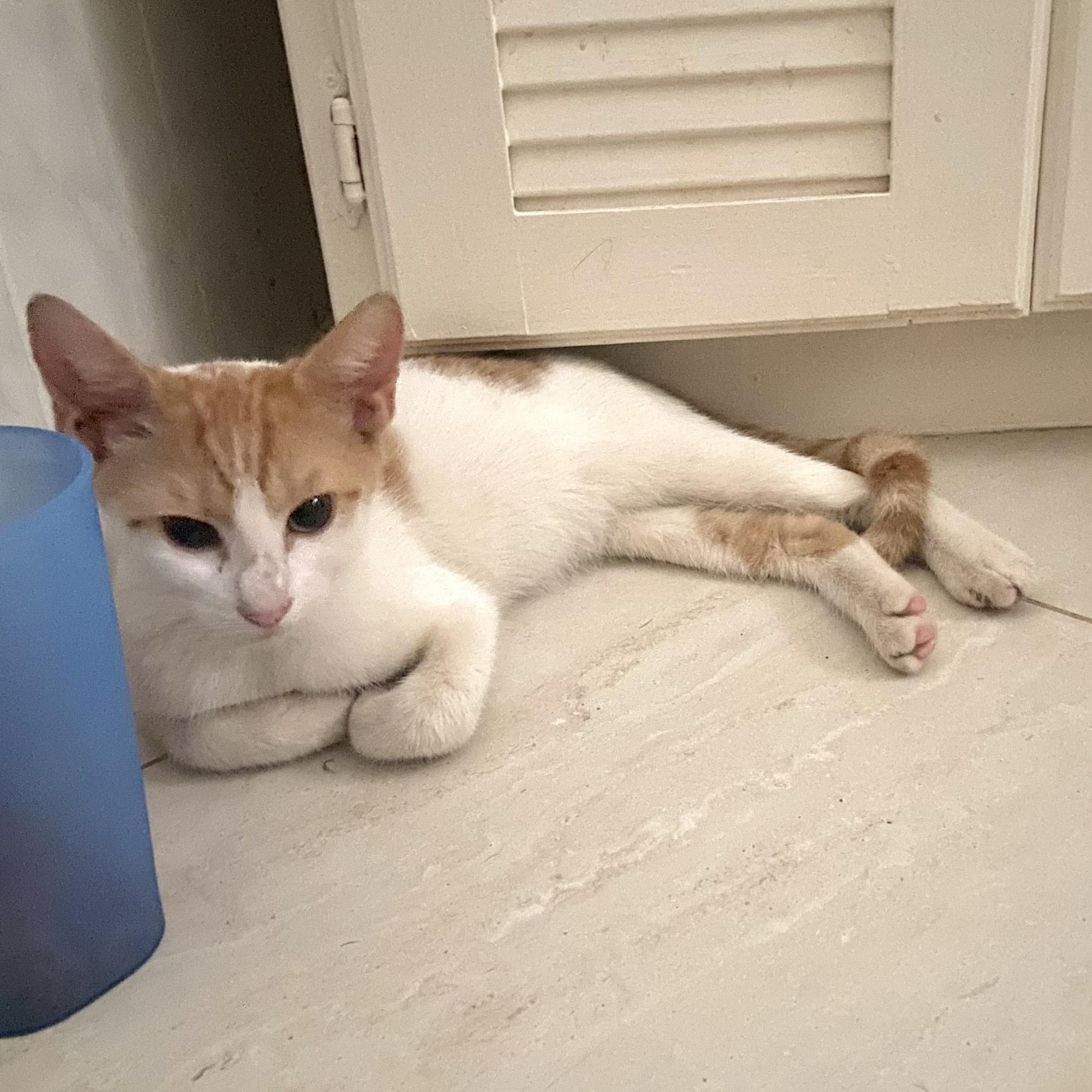 Enlarge George and Fred, an adopted Domestic Short Hair in St. Augustine, FL image 5/6