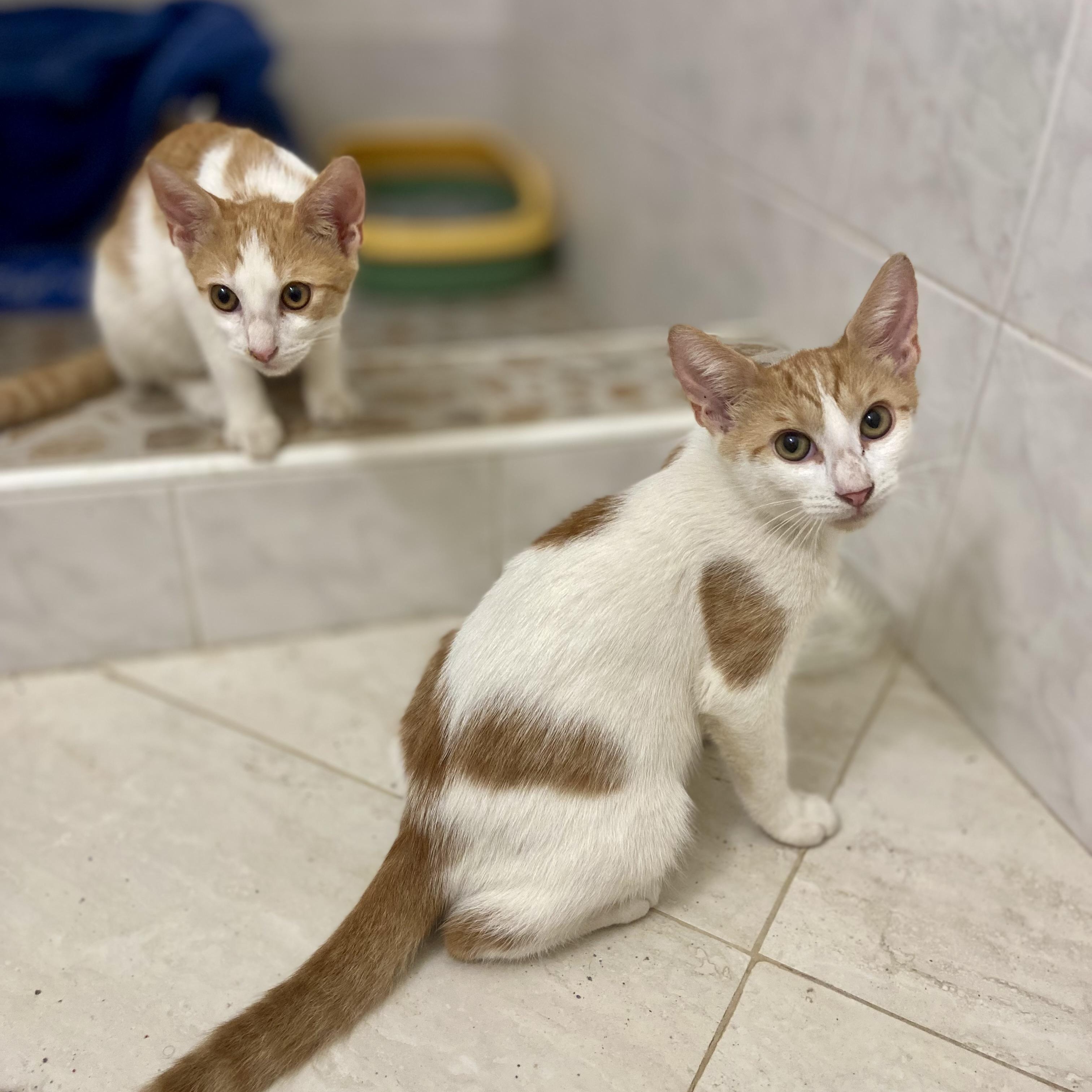 Enlarge George and Fred, an adopted Domestic Short Hair in St. Augustine, FL image 6/6