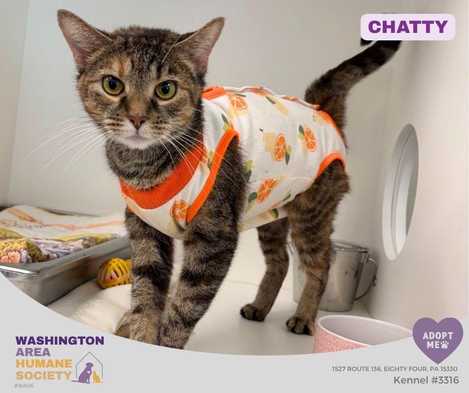 Enlarge Chatty, a Adoptable mixed breed in Eighty Four, PA image 1/1