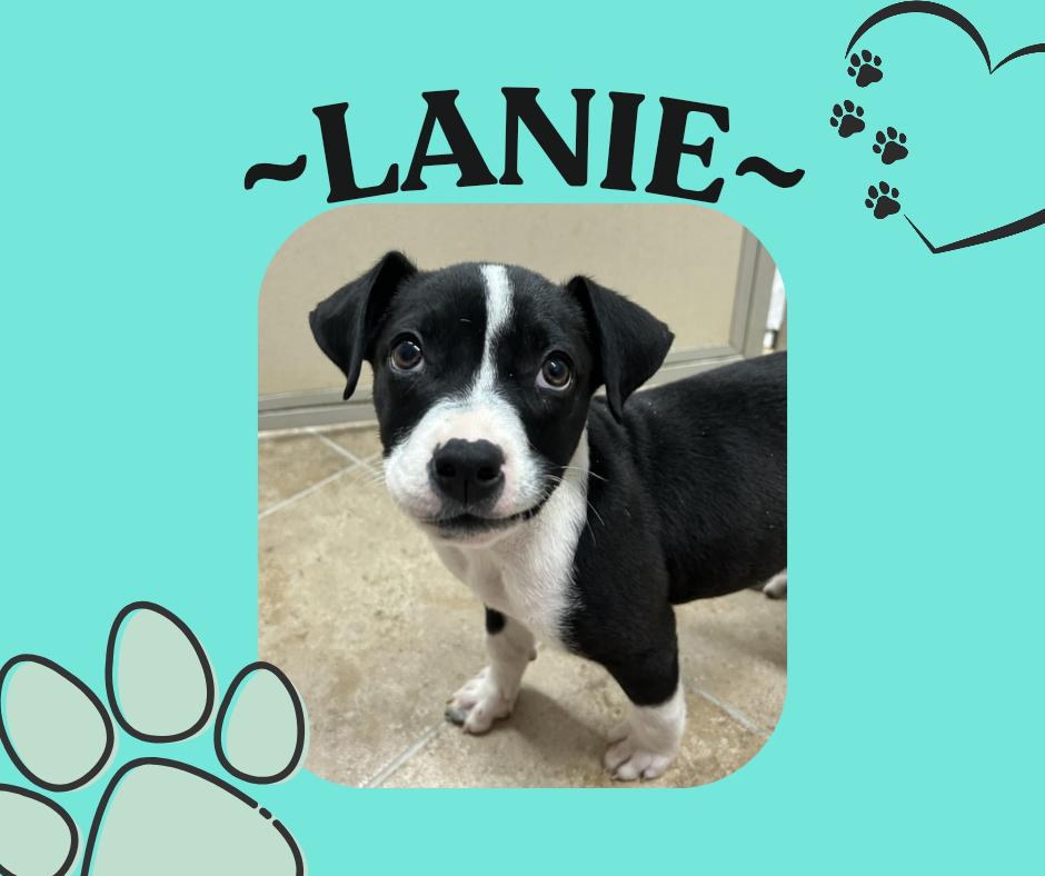 Lanie