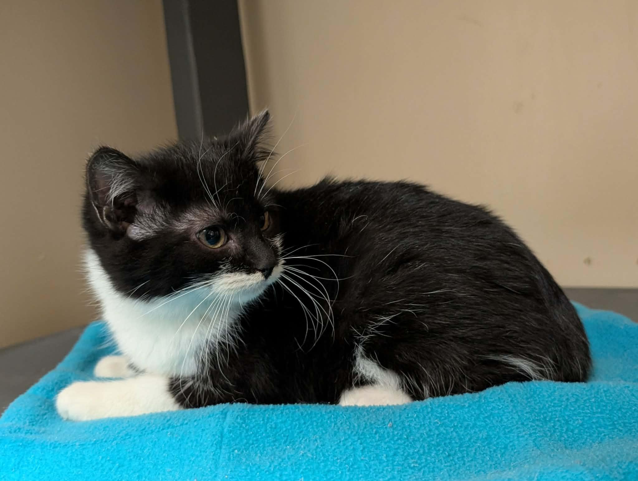 Mask, adoptable, Young Male Domestic Medium Hair.