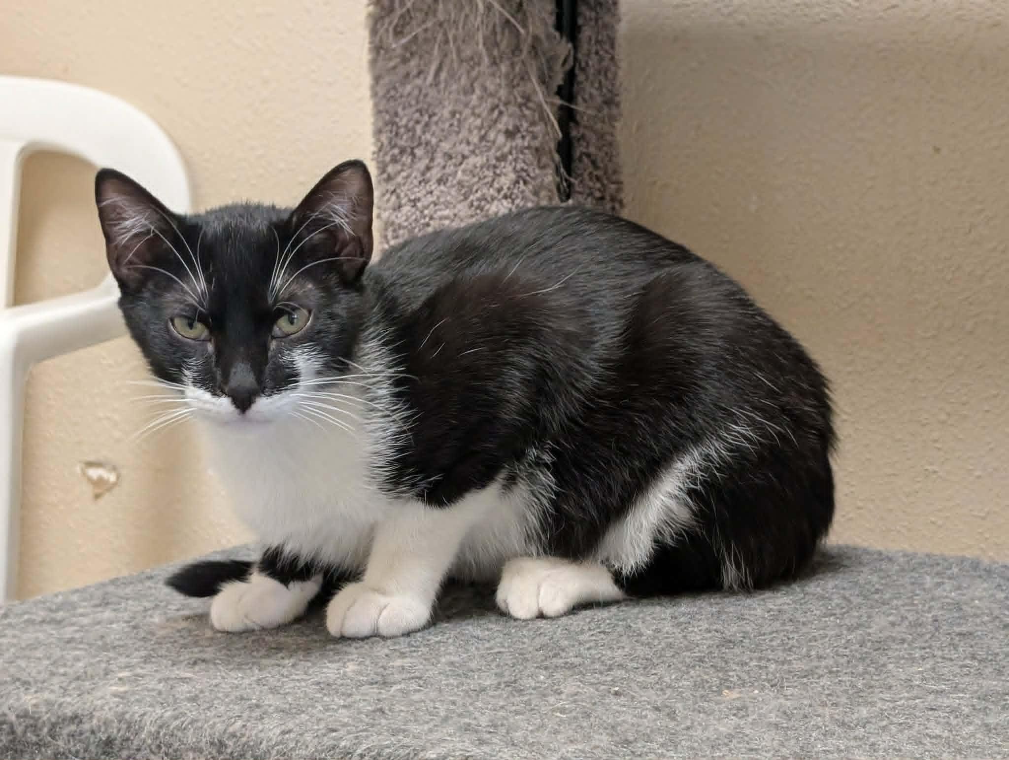 Enlarge Mask, an adoptable mixed breed in Waupun, WI image 4/4