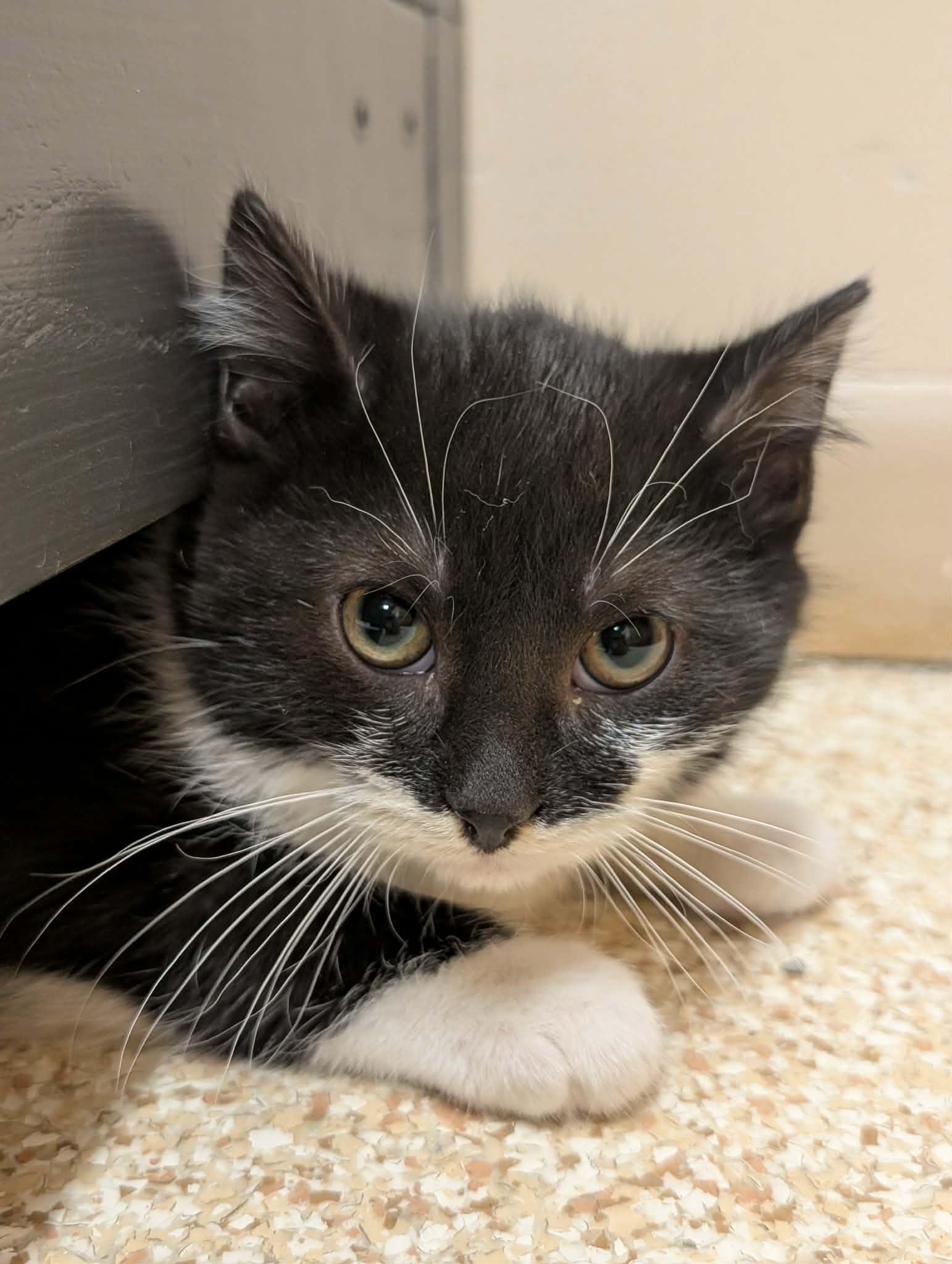 Enlarge Mask, a ADOPTABLE mixed breed in Waupun, WI image 4/4