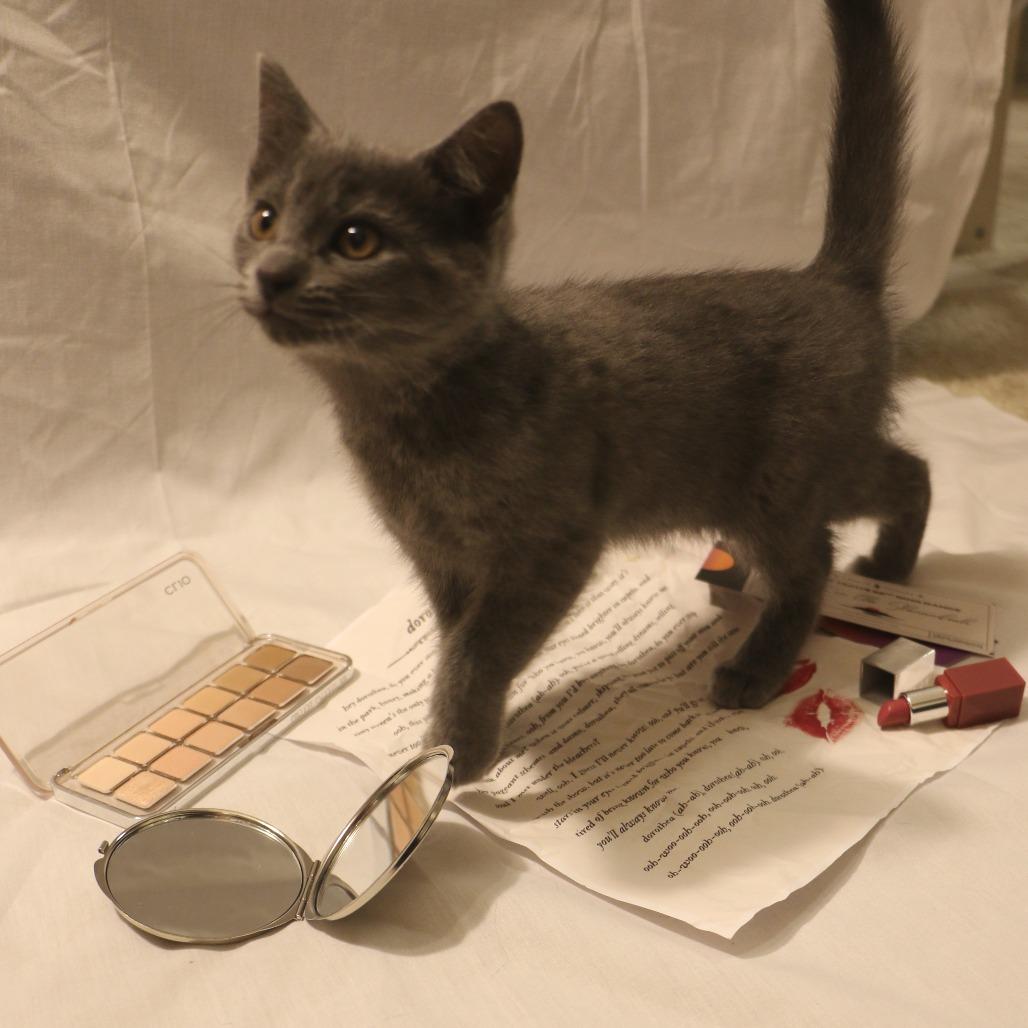 Enlarge Dorothea (Taylor's Purrsion), a Adoptable Domestic Medium Hair in CHRISTIANSBURG, VA image 1/6