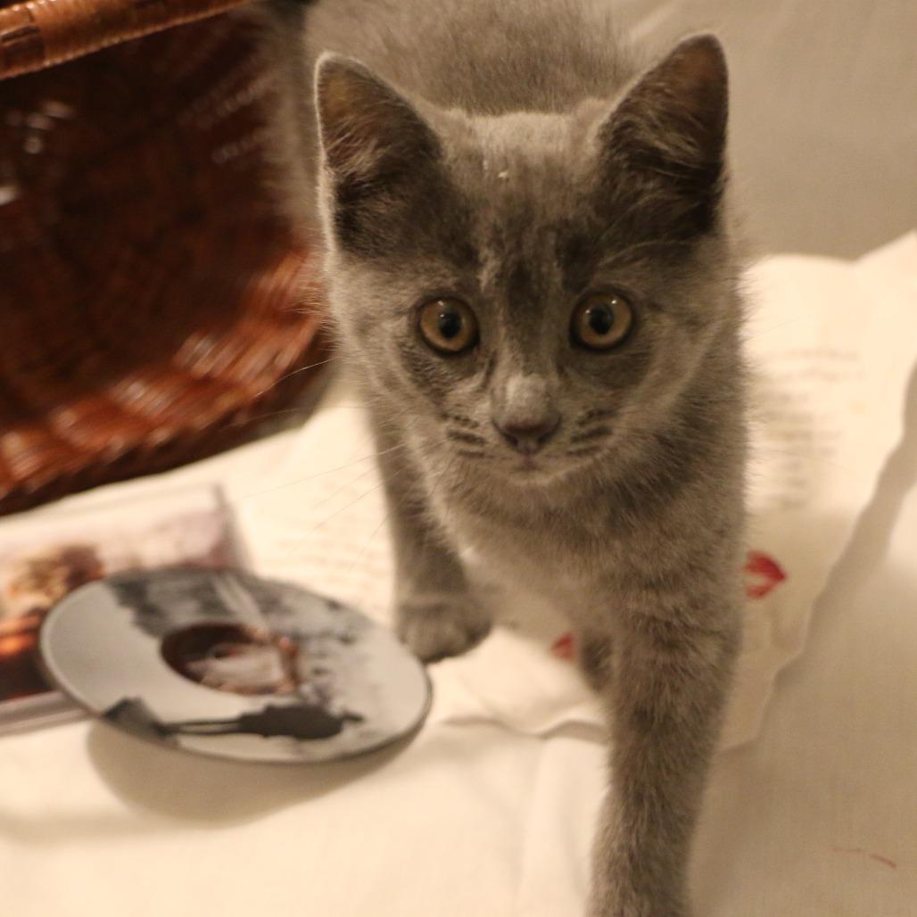 Enlarge Dorothea (Taylor's Purrsion), a Adoptable Domestic Medium Hair in CHRISTIANSBURG, VA image 2/6
