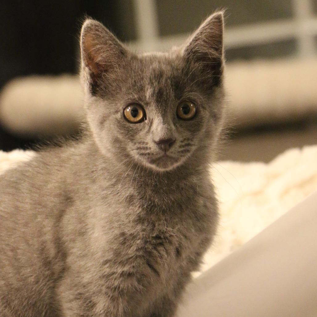 Enlarge Dorothea (Taylor's Purrsion), a Adoptable Domestic Medium Hair in CHRISTIANSBURG, VA image 3/6