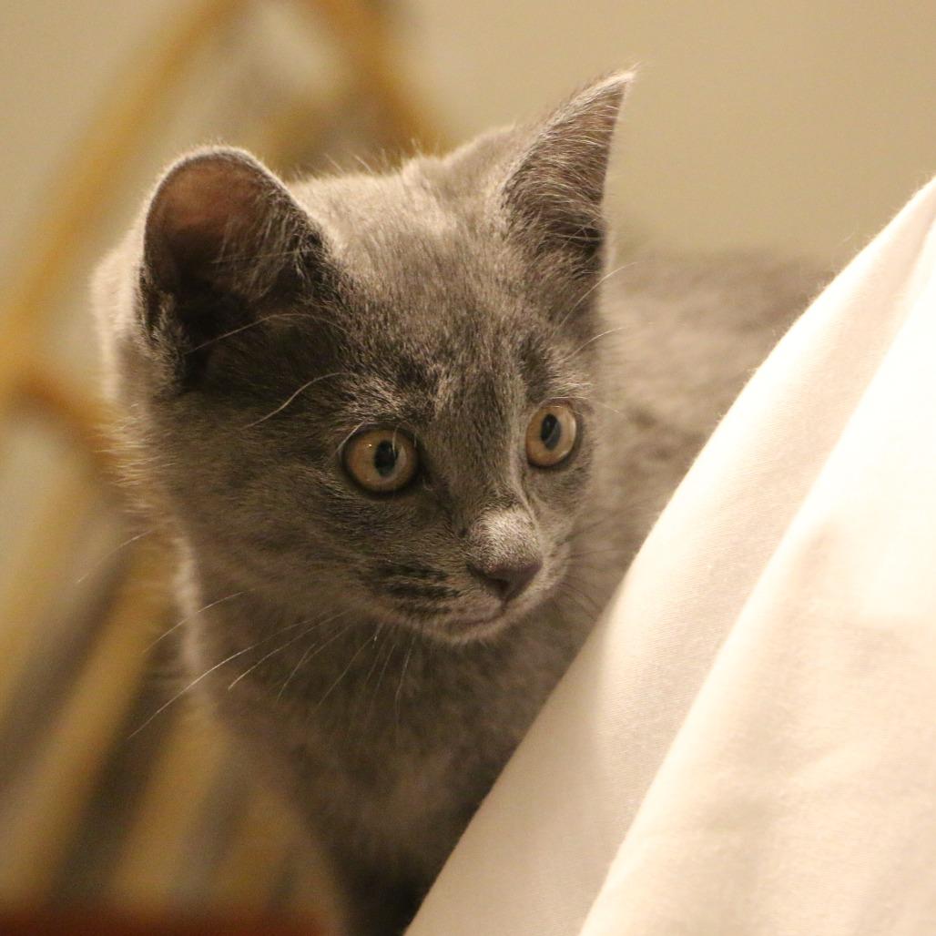 Enlarge Dorothea (Taylor's Purrsion), a Adoptable Domestic Medium Hair in CHRISTIANSBURG, VA image 6/6