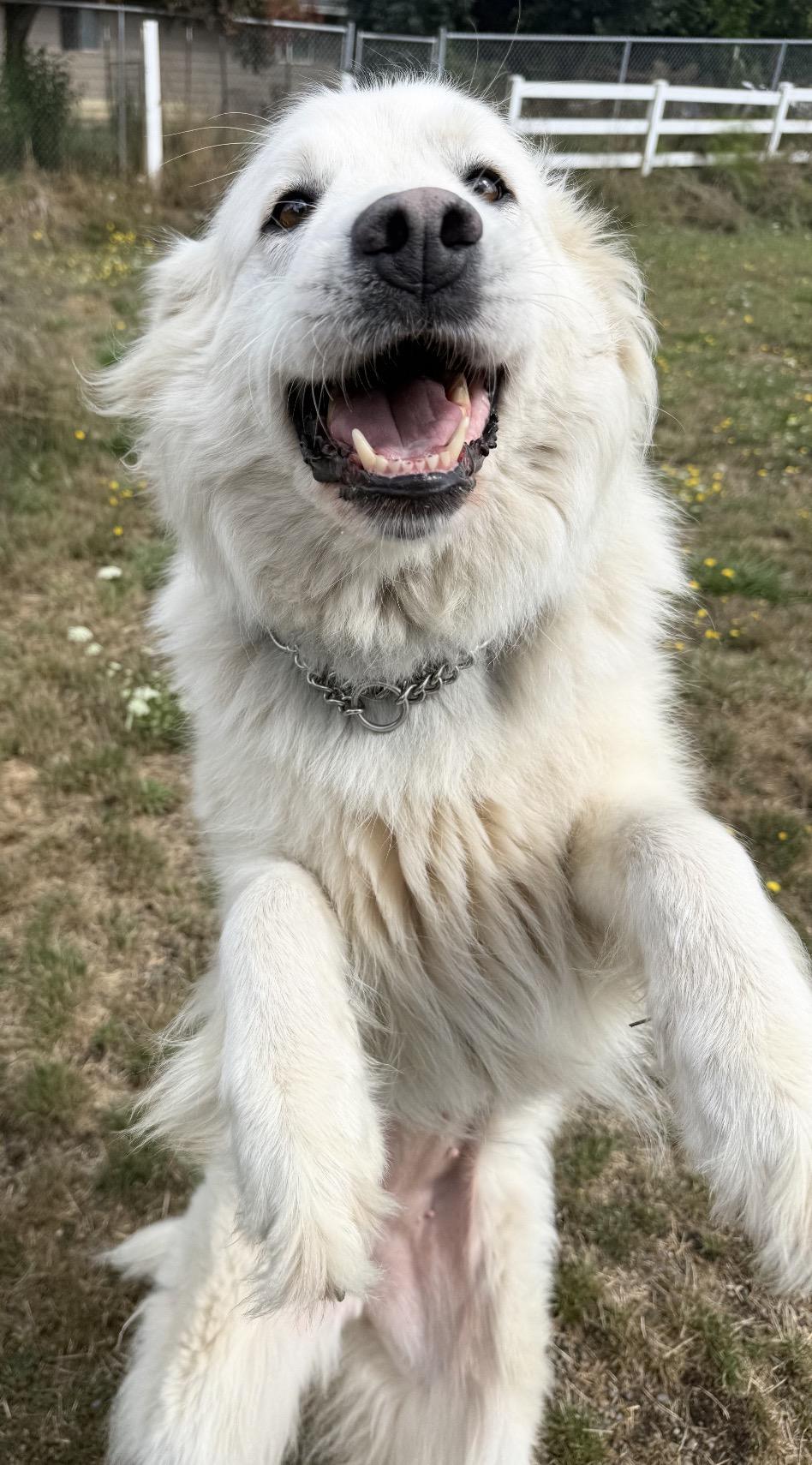 Enlarge Bramble and Willow, a Adoptable Great Pyrenees in Beaverton, OR image 5/5