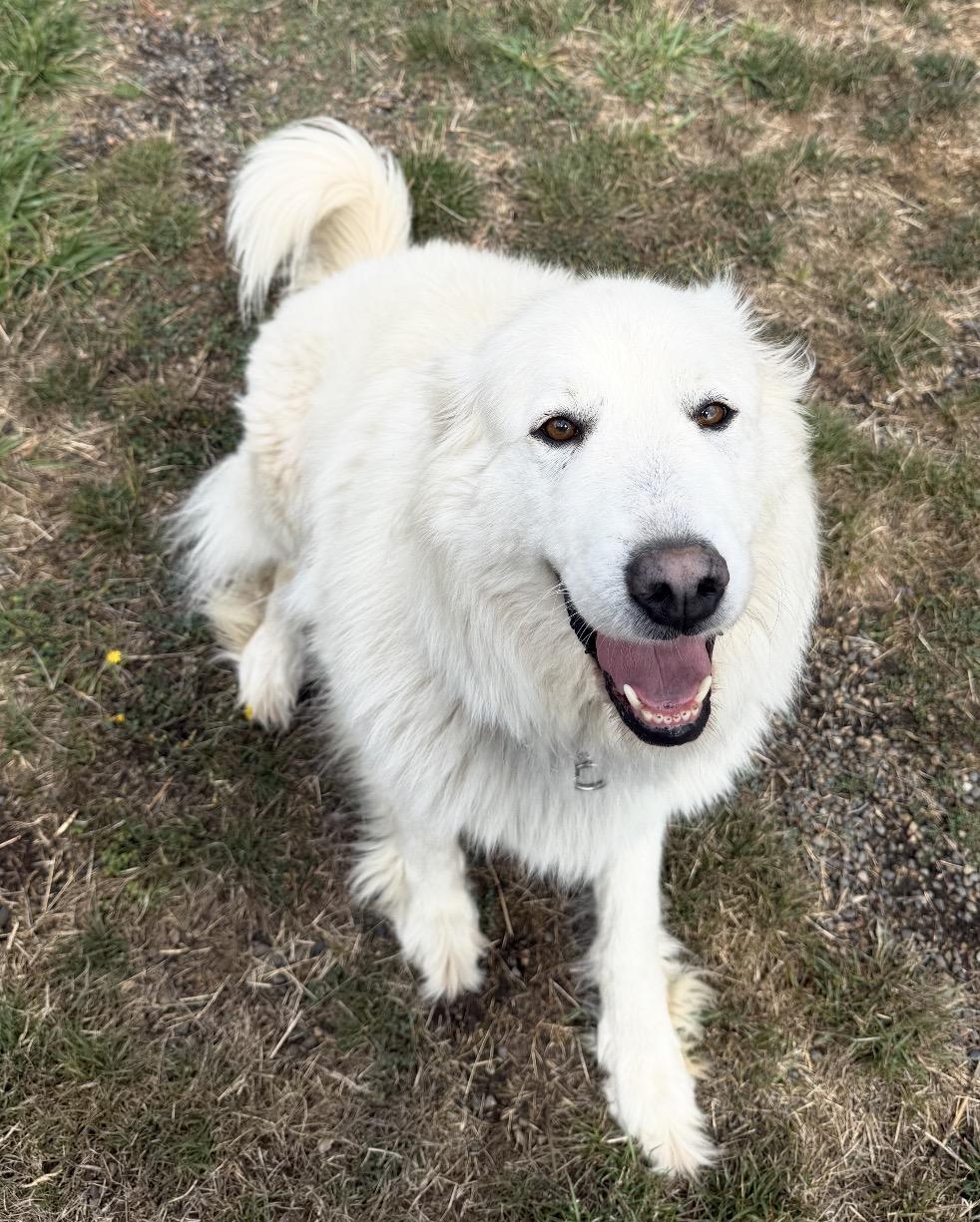 Enlarge Bramble and Willow, a Adoptable Great Pyrenees in Beaverton, OR image 2/5