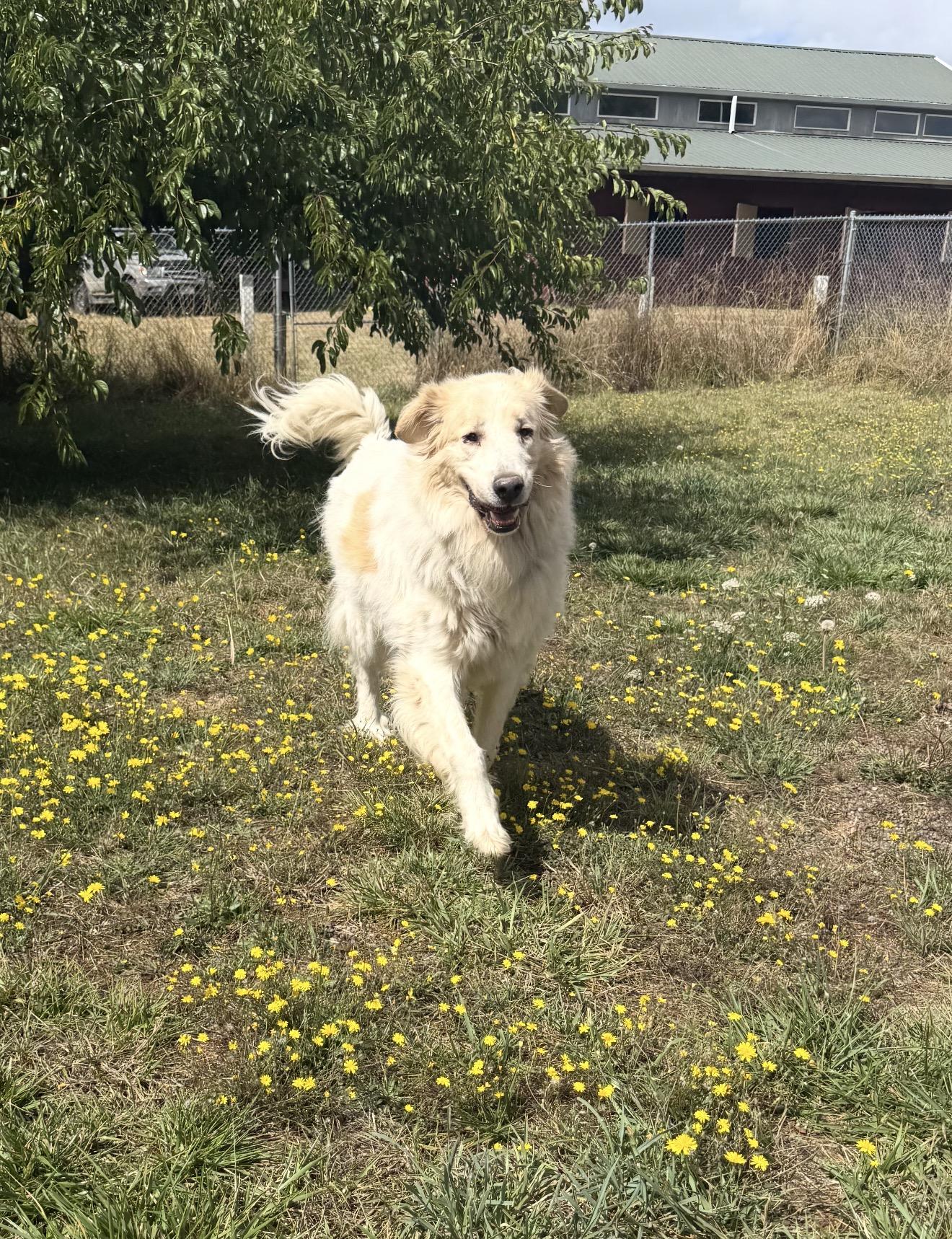 Bramble and Willow, Adoptable, Adult Male Great Pyrenees.