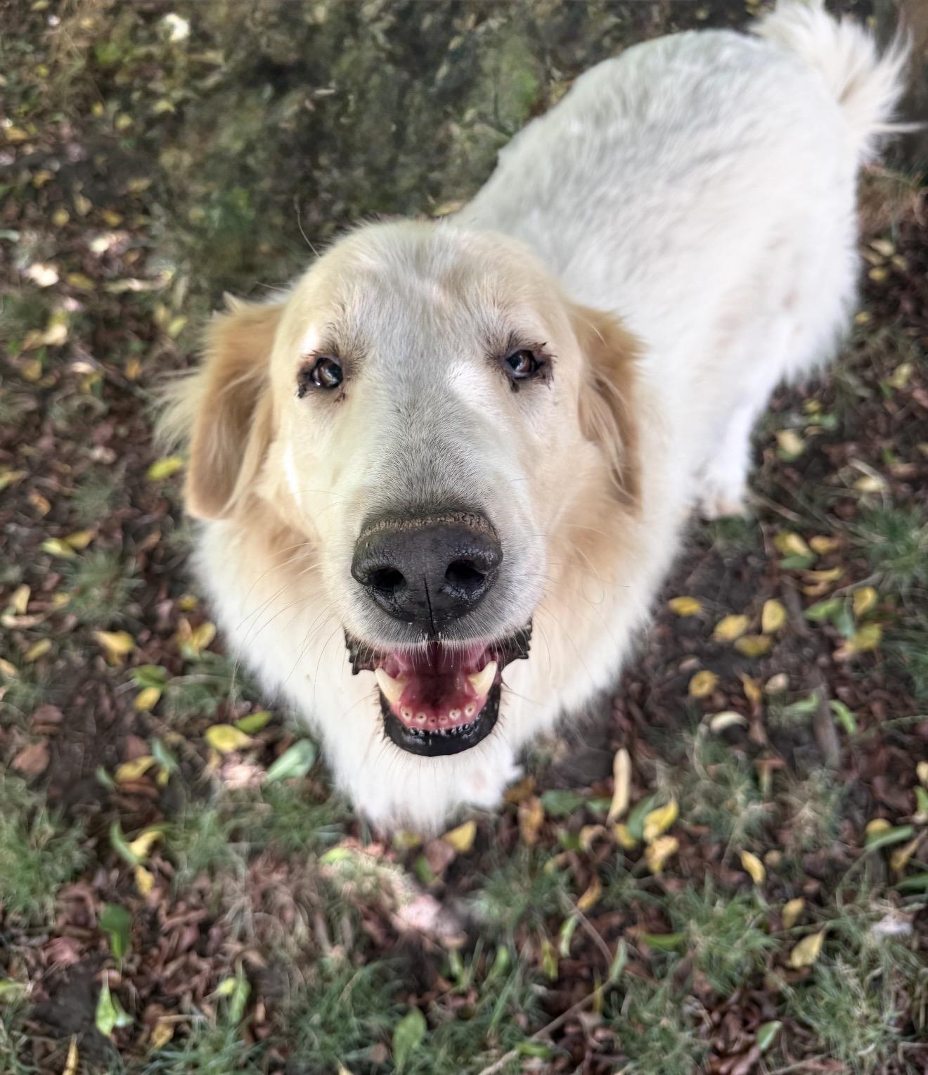 Enlarge Bramble and Willow, a Adoptable Great Pyrenees in Beaverton, OR image 3/5