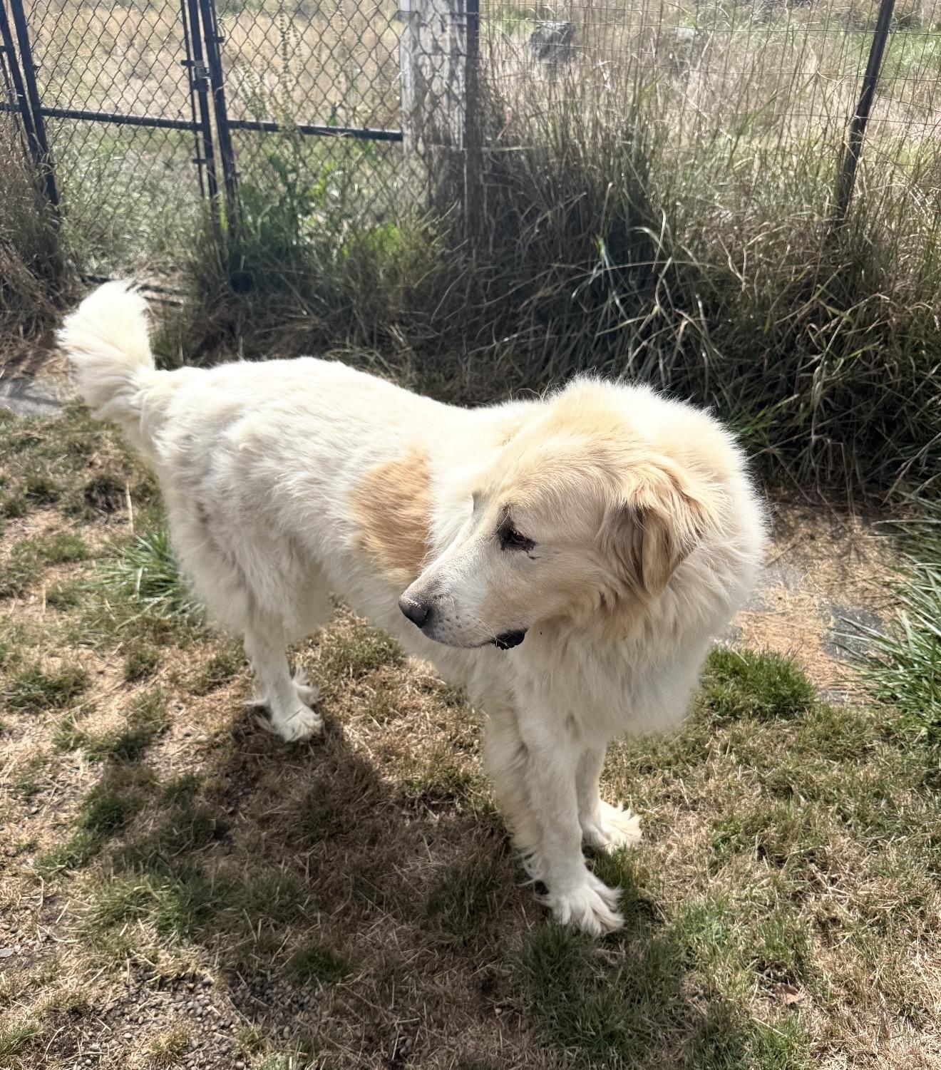 Enlarge Bramble and Willow, a Adoptable Great Pyrenees in Beaverton, OR image 4/5