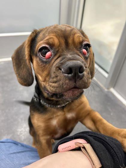 Vegas (black), Adoptable, Young Male Mixed Breed & Beagle.