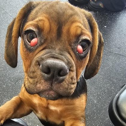 Vegas (black), a Adoptable mixed breed in Scotia, NY image 2/3