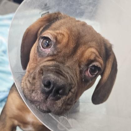 Vegas (black), a Adoptable mixed breed in Scotia, NY image 3/3