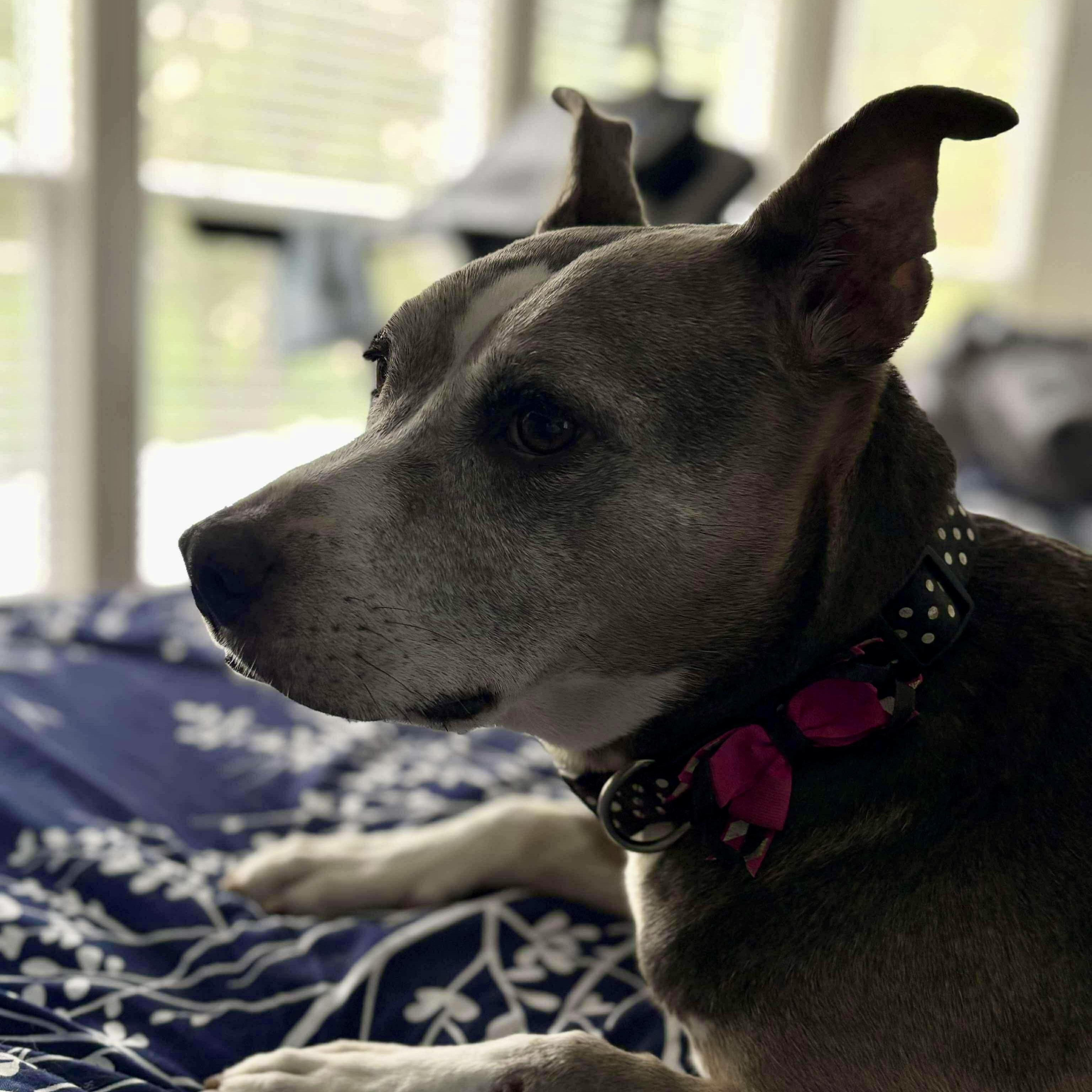 Enlarge Molly, a Adoptable mixed breed in O'Fallon, MO image 3/6