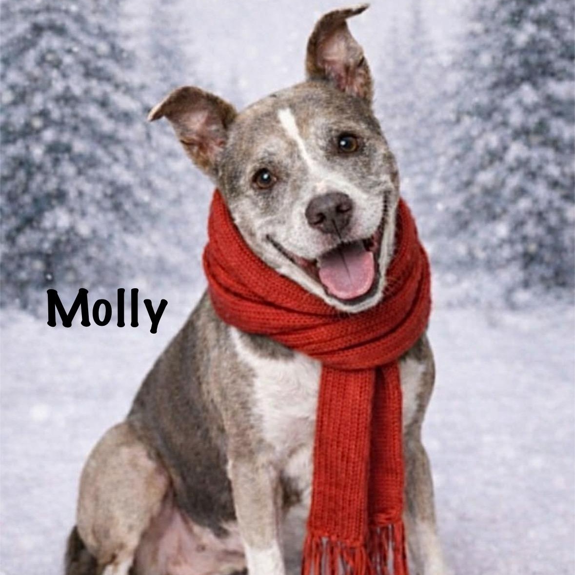 Molly, Adoptable, Adult Female American Bully.
