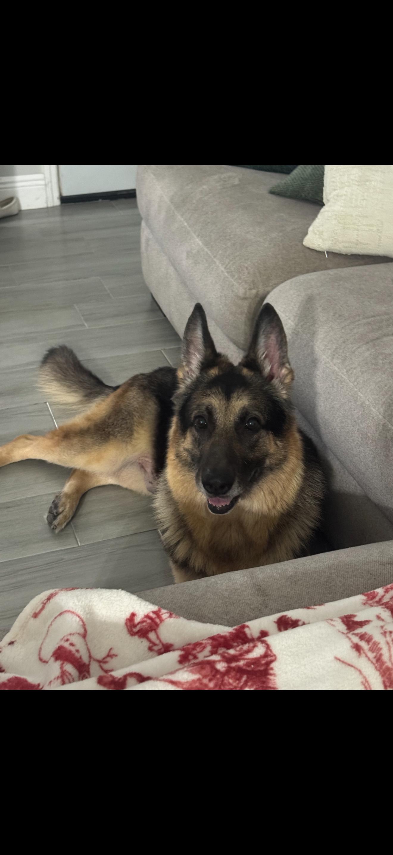 Rocko, a ADOPTABLE German Shepherd Dog in Oviedo, FL image 3/4