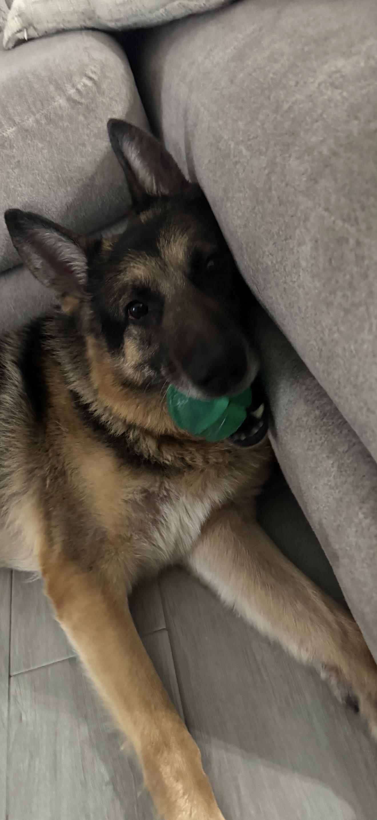 Rocko, a ADOPTABLE German Shepherd Dog in Oviedo, FL image 2/4