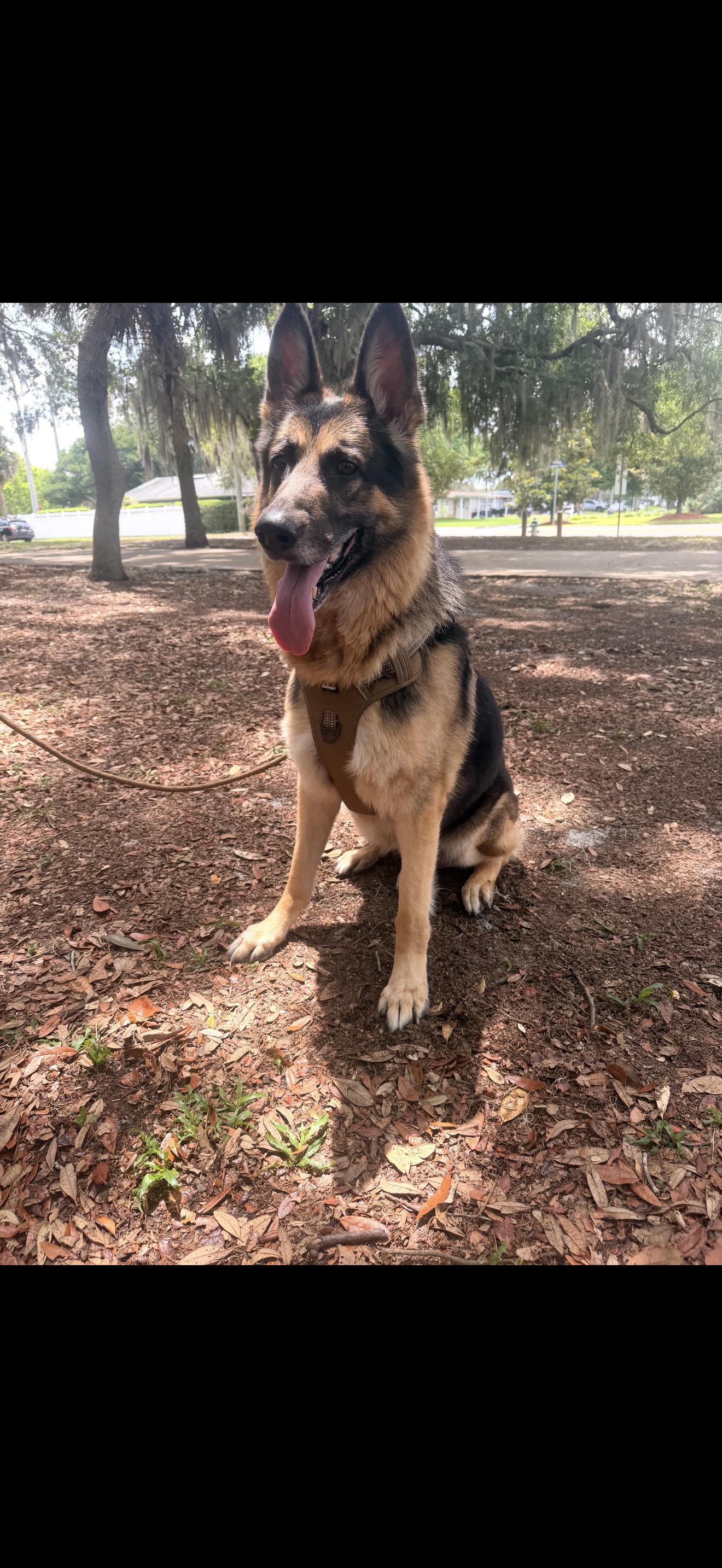 Rocko, ADOPTABLE, Adult Male German Shepherd Dog.