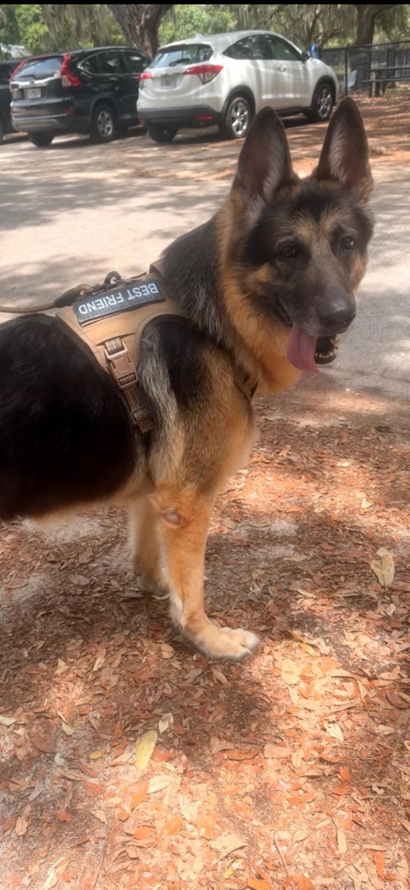 Rocko, a ADOPTABLE German Shepherd Dog in Oviedo, FL image 4/4