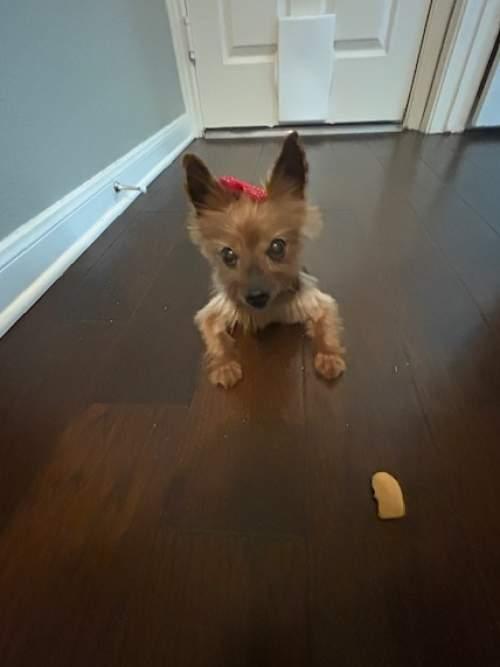 Enlarge Rubee, a ADOPTABLE Yorkshire Terrier in Baton Rouge, LA image 3/6