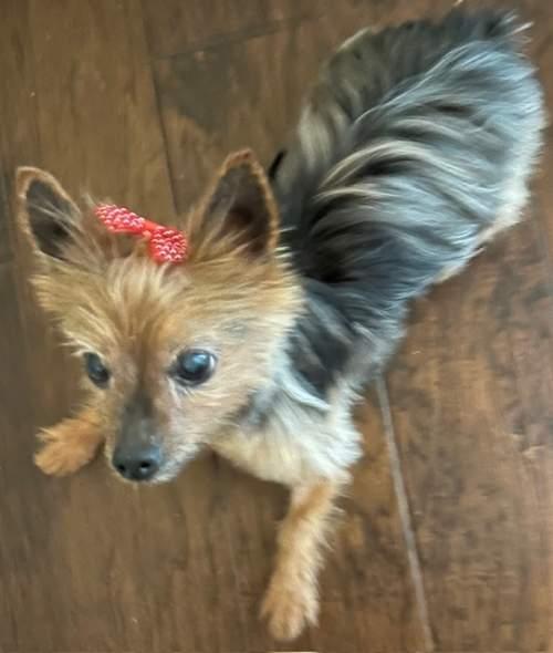 Enlarge Rubee, a ADOPTABLE Yorkshire Terrier in Baton Rouge, LA image 5/6