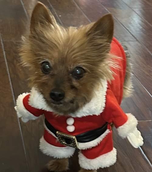 Enlarge Rubee, a ADOPTABLE Yorkshire Terrier in Baton Rouge, LA image 4/6