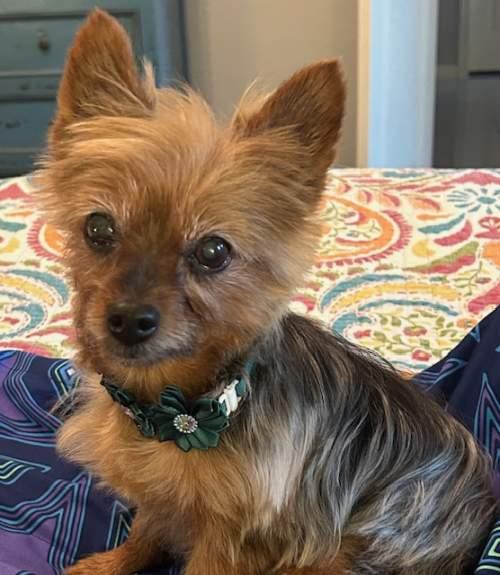 Enlarge Rubee, a ADOPTABLE Yorkshire Terrier in Baton Rouge, LA image 1/6