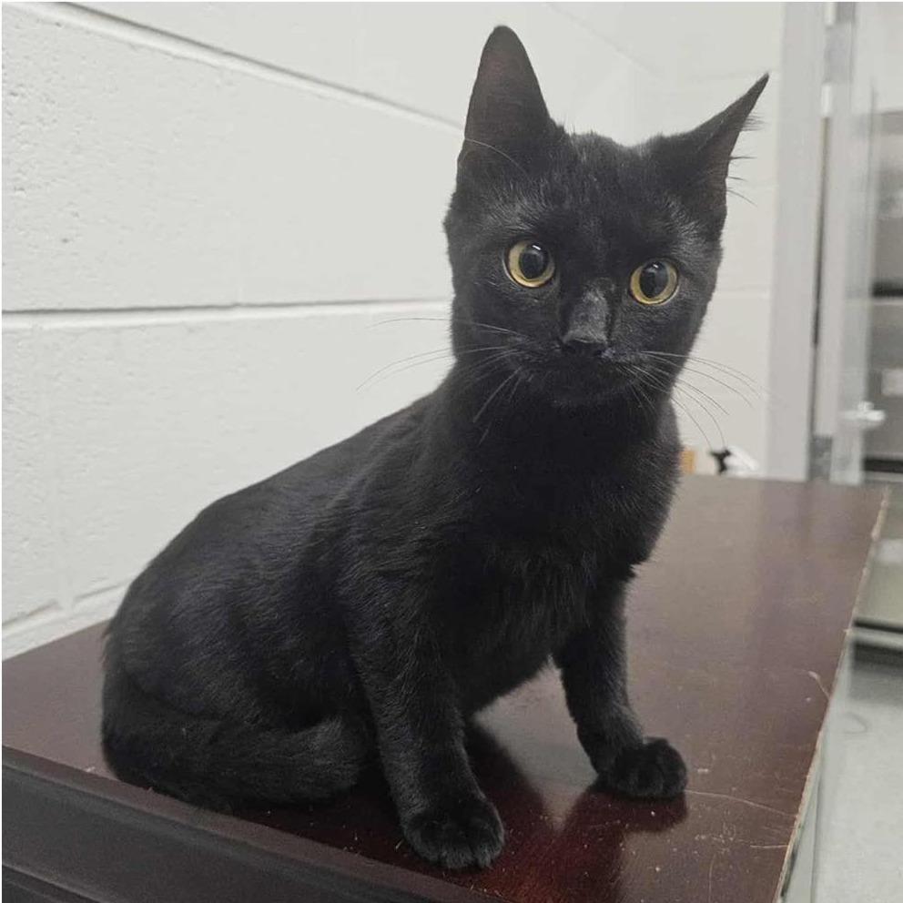 DORIS RESCUED!, a Adoptable Domestic Short Hair in Nashville, NC image 1/2
